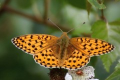 Argynnis aglaja - Dark Green Fritillary, Arnside Knott