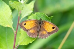 Pyronia tithonus, Gatekeeper, female, Woodside Nurseries, Austerfield.