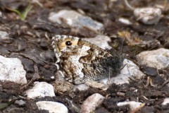 Hipparchia semele - Grayling, Arnside Knott