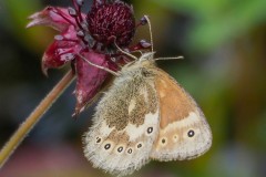 Coenonympha tullia - Large Heath, Thorne Moor