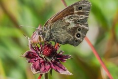 Coenonympha tullia - Large Heath, Thorne Moor