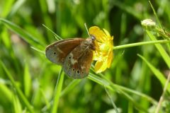 Coenonympha tullia - Large Heath, Thorne Moor