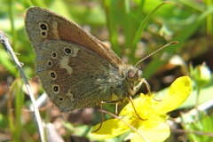 Coenonympha tullia - Large heath, Brockadale