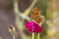 Lasiommata megera, Wall, Woodside Nurseries, Austerfield.