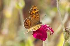 Lasiommata megera, Wall, Woodside Nurseries, Austerfield.