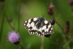 Melanargia galathea - Marbled White, Brokadale