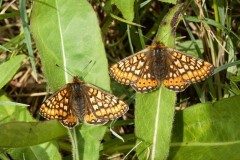 Euphydryas aurinia - Marsh Fritillary, Chambers Farm Wood, Lincs.