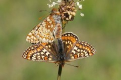 Euphydryas aurinia - Marsh Fritillary, Chambers Farm Wood, Lincs.