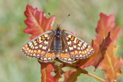 Euphydryas aurinia - Marsh Fritillary, Chambers Farm Wood, Lincs.