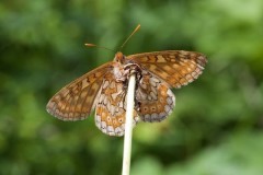 Euphydryas aurinia - Marsh Fritillary, Chambers Farm Wood, Lincs.