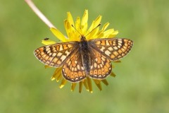 Euphydryas aurinia - Marsh Fritillary, Chambers Farm Wood, Lincs.