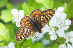 Euphydryas aurinia - Marsh Fritillary, Chambers Farm Wood, Lincs.