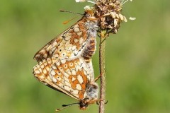 Euphydryas aurinia - Marsh Fritillary, Chambers Farm Wood, Lincs.