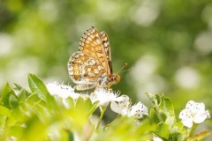 Euphydryas aurinia - Marsh Fritillary, Chambers Farm Wood, Lincs.