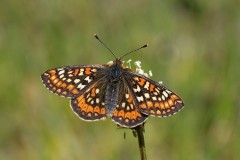 Euphydryas aurinia - Marsh Fritillary, Chambers Farm Wood, Lincs.