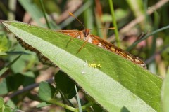 Euphydryas aurinia - Marsh Fritillary, (female with eggs), Chambers Farm Wood, Lincs.