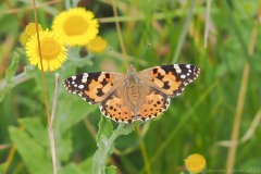 Vanessa cardui - Painted Lady, Thorne Moor