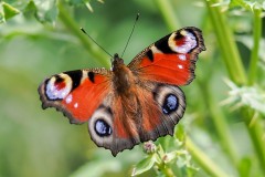 Inachis io - Peacock, Thorne Moor