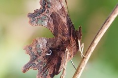 Polygonia c-album, Comma, Woodside Nurseries, Austerfield.