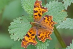 Polygonia c-album, Comma, Woodside Nurseries, Austerfield.