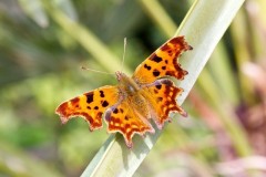 Polygonia c-album, Comma, Woodside Nurseries, Austerfield.