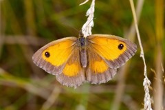 Pyronia tithonus, Gatekeeper, female, Woodside Nurseries, Austerfield.