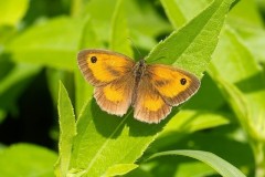 Pyronia tithonus, Gatekeeper, male, Woodside Nurseries, Austerfield.