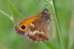 Pyronia tithonus, Gatekeeper, underwing, Woodside Nurseries, Austerfield.