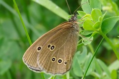 Aphantopus hyperantus - Ringlet, Thorne Moor