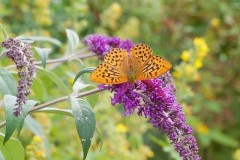 Argynnis paphia - Silver-washed Fritillary, Chambers Farm Wood, Lincs.