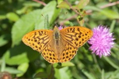 Argynnis paphia - Silver-washed Fritillary, Chambers Farm Wood, Lincs.