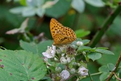 Argynnis paphia - Silver-washed Fritillary, Chambers Farm Wood, Lincs.