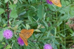 Argynnis paphia - Silver-washed Fritillary, Chambers Farm Wood, Lincs.