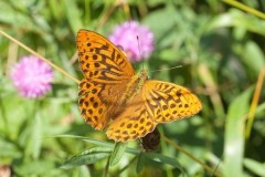 Argynnis paphia - Silver-washed Fritillary, Chambers Farm Wood, Lincs.