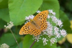 Argynnis paphia - Silver-washed Fritillary, Chambers Farm Wood, Lincs.