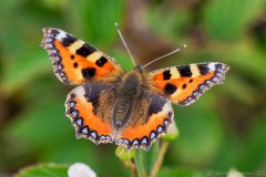 Aglaise urticae - Small Tortoiseshall Thorne Moor