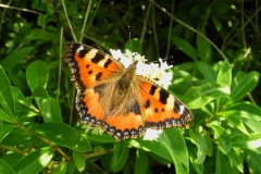 Aglais urticae - Small Tortoiseshell, Laughton Wood