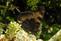 Aglais urticae - Small Tortoiseshell, Laughton Wood