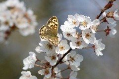 Pararge aegeria - Speckled Wood, Woodside Nurseries, Austerfield.