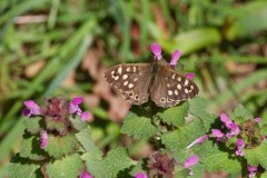 Pararge aegeria - Speckled Wood, Woodside Nurseries, Austerfield.