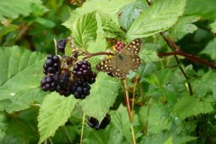 Pararge aegeria - Speckled Wood, Woodside Nurseries, Austerfield.