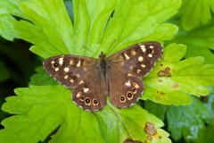 Pararge aegeria - Speckled Wood, Woodside Nurseries, Austerfield.