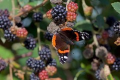 Vanessa atalanta, Red Admiral, Woodside Nurseries, Austerfield.