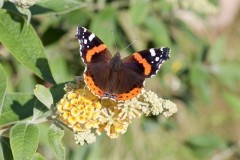 Vanessa atalanta, Red Admiral, Woodside Nurseries, Austerfield.