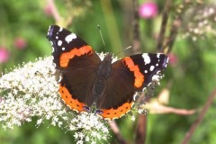 Vanessa atalanta, Red Admiral, Woodside Nurseries, Austerfield.