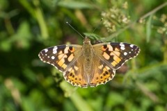 Vanessa cardui, Painted Lady, Woodside Nurseries, Austerfield.