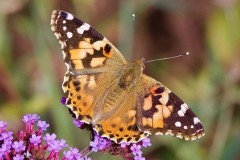 Vanessa cardui, Painted Lady, Woodside Nurseries, Austerfield.