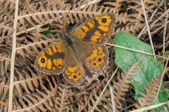 Lasiommata megera - Wall, Thorne Moor