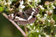 Limenitis camilla - White Admiral, Chambers Farm Wood, Lincs.