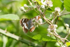 Limenitis camilla - White Admiral, Chambers Farm Wood, Lincs.